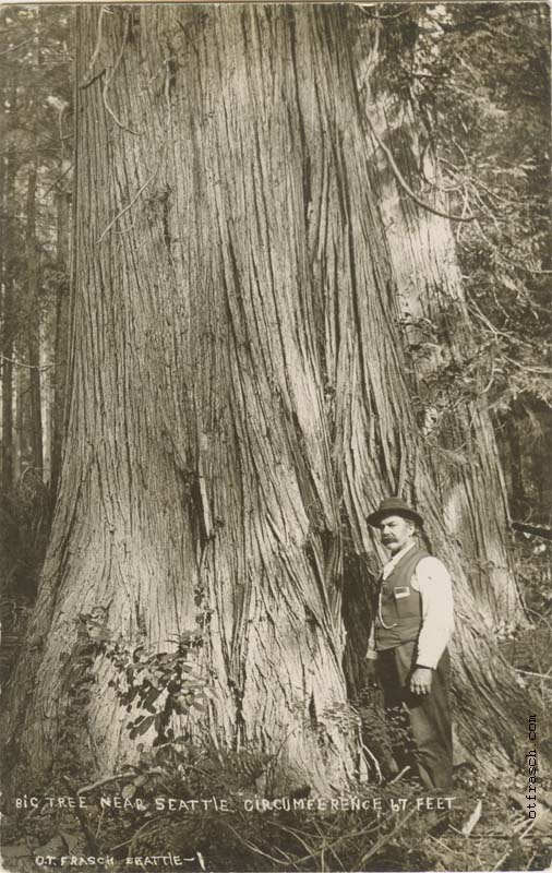 Image 1 - Big Tree near Seattle Circumference 67 Feet