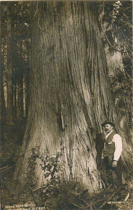 Image 1 - Cedar Near Seattle Circumference 67 Feet