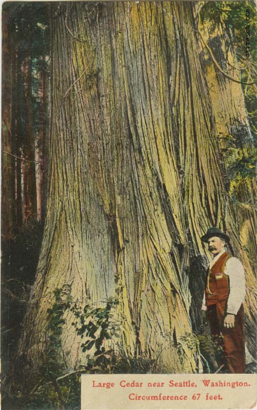 Copy of Image 1 - Big Tree Near Seattle Circumference 67 Feet