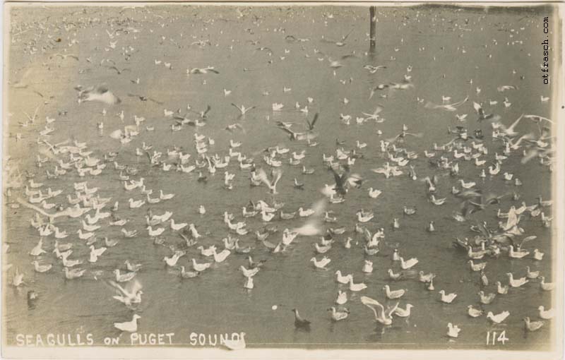 Image 114 - Seagulls on Puget Sound
