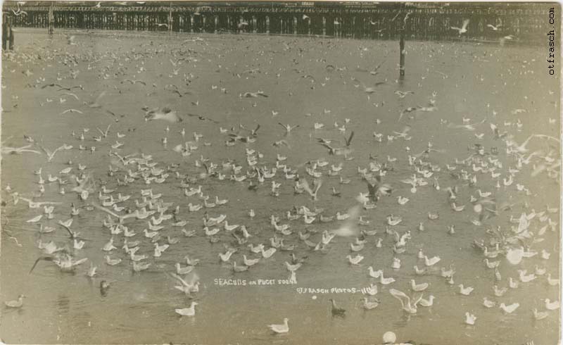 Image 114 - Seagulls on Puget Sound