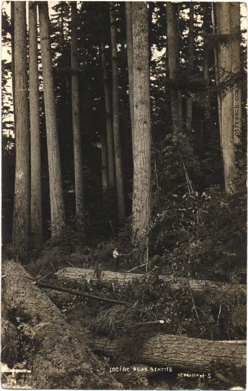 Image 15 - Loging Near Seattle