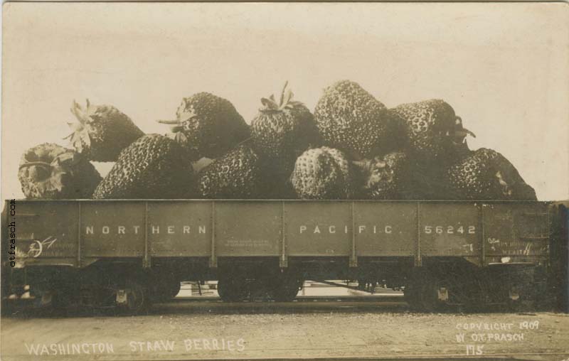 Image 175 - Washington Strawberries