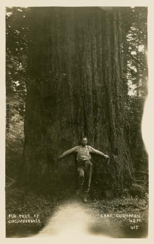 Image 413 - Fir Tree at Lake Cushman Circumference 42 Ft.