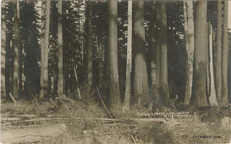 Image 46 - Native Timber Washington