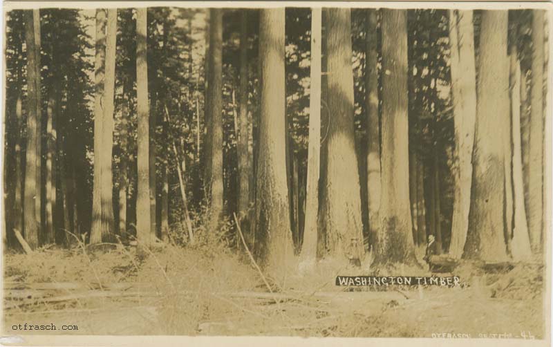 Image 46 - Washington Timber