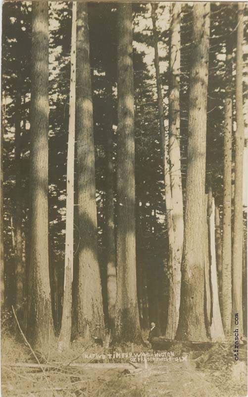 Image 46X - Native Timber Washington